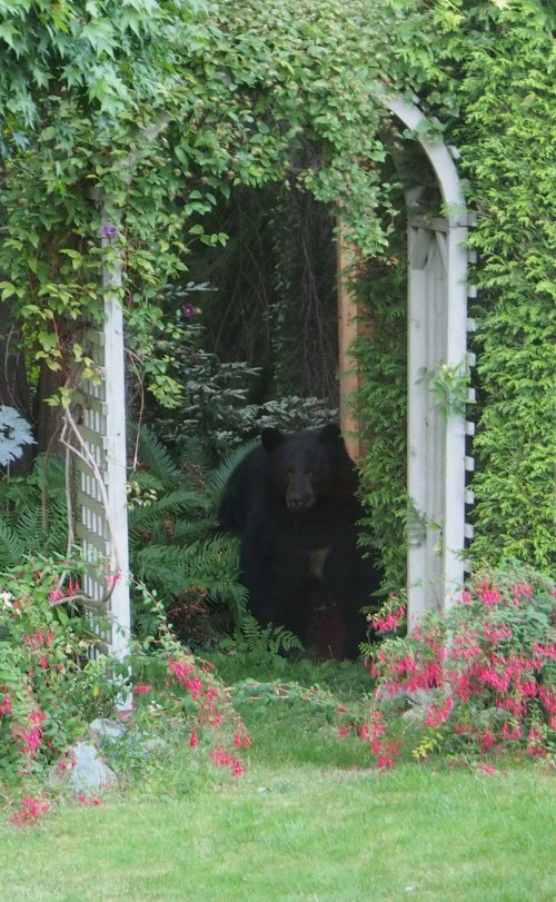 A black bear in a garden