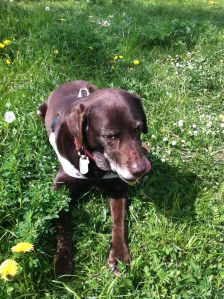 Ein brauner Führhund mit Halsband und Geschirr liegt im Gras